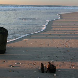 Allan Libby_BEACH STUMP.jpg